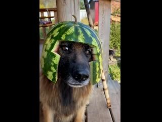Собака в арбузной шапке