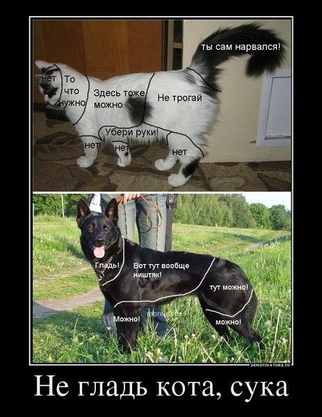 Гладит собаку