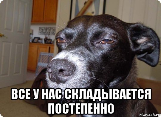 Собака подозревака