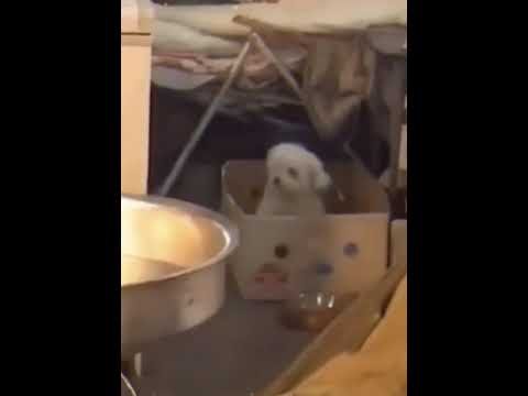 Собачка танцует в коробке