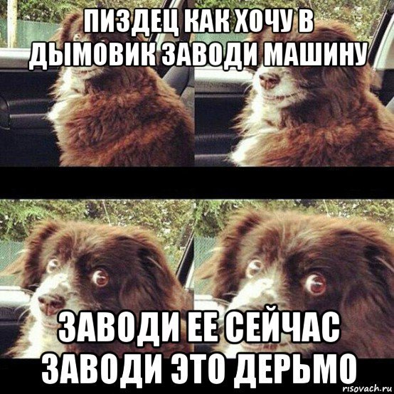 Мем собака в машине заводи