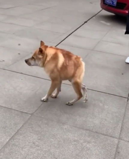 Собака с укороченным позвоночником