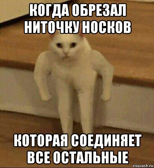 Носки кот Мем