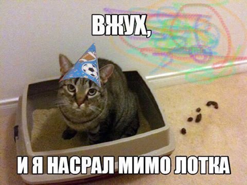 Кот мимо лотка