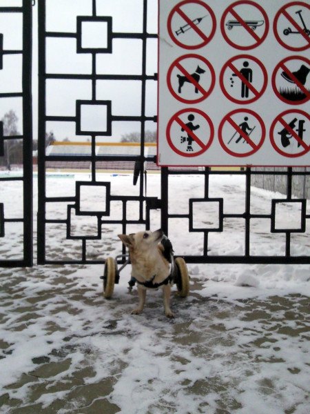 Карикатура собака на роликах с мороженым