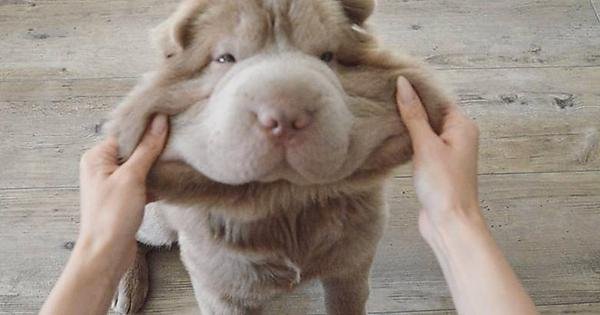 Собака с пухлыми щечками