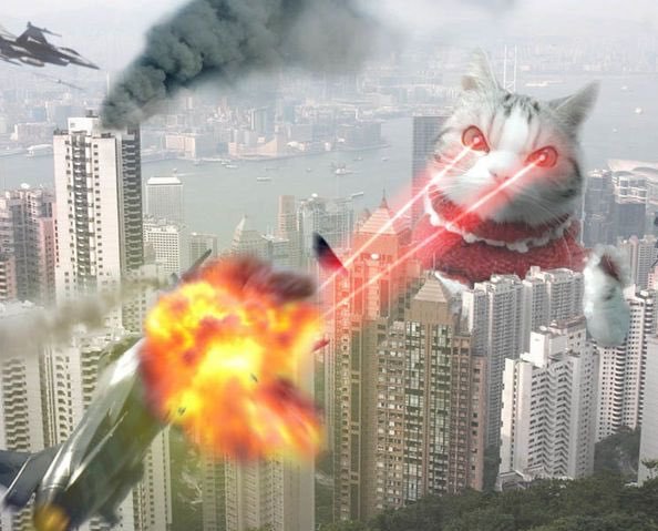 Коты атакуют