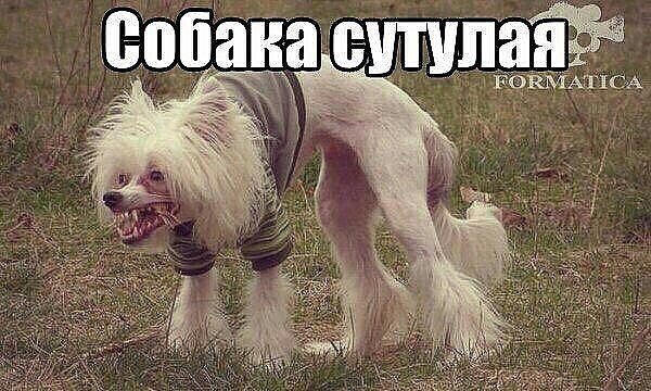 Собака сутулая прикол