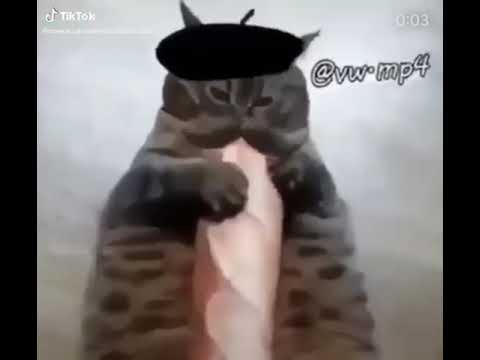 Котик с багетом