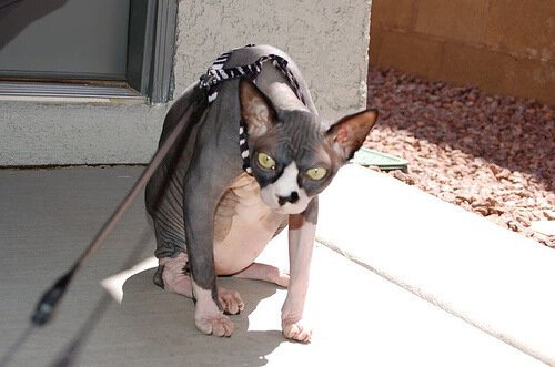 Лысый кот в трусах