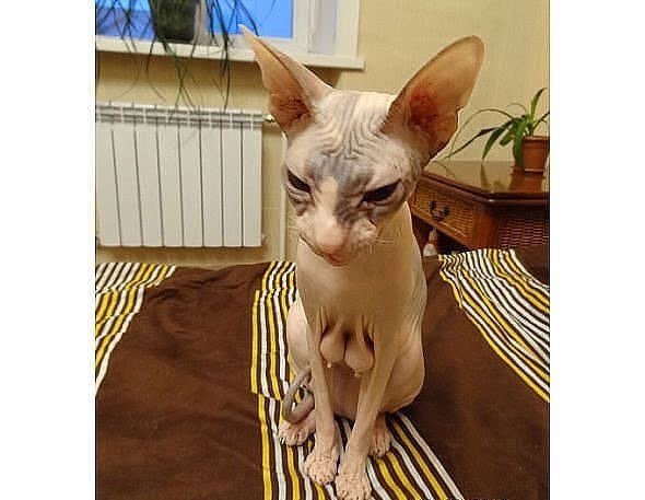 Египетская Сиамская кошка