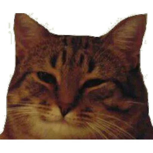 Довольный кот Мем