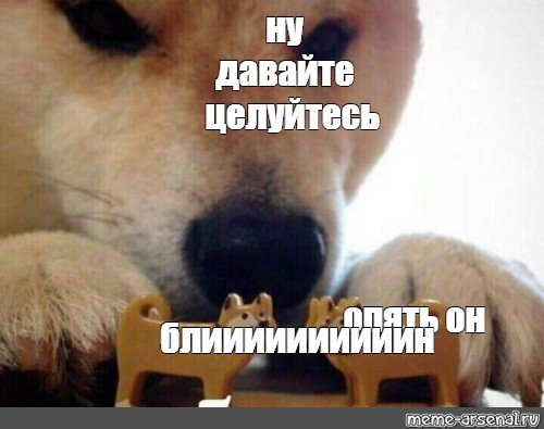 Мемы с собаками