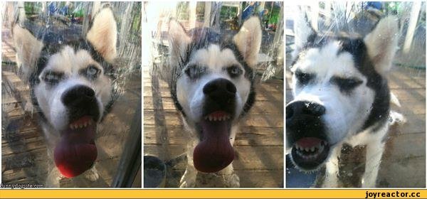 Собака уперлась носом в стекло