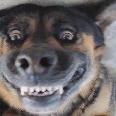Собака улыбается