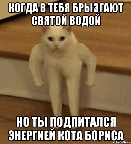 Мелкий кот Мем