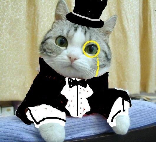 Котик из Англии