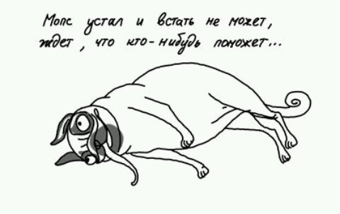 Стихи про МОПСА смешные