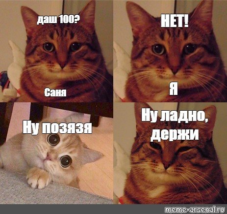 Мемы с довольными котами