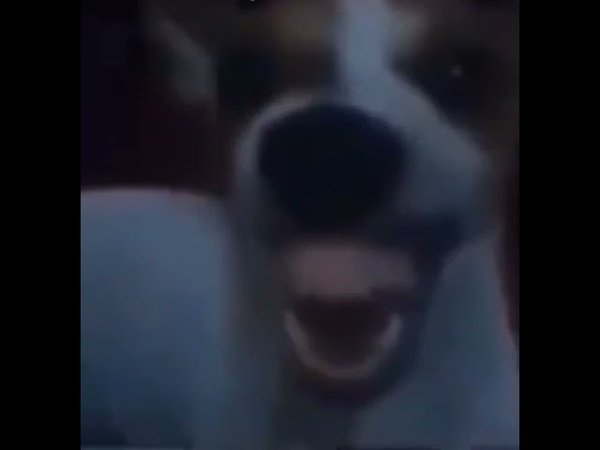 Собака дрожит