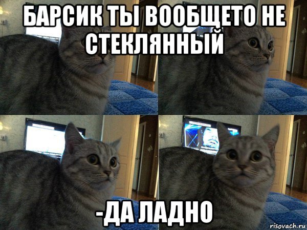 Мемы с котом