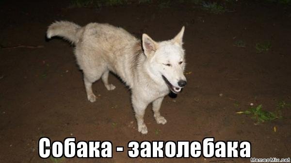 Псина мемы
