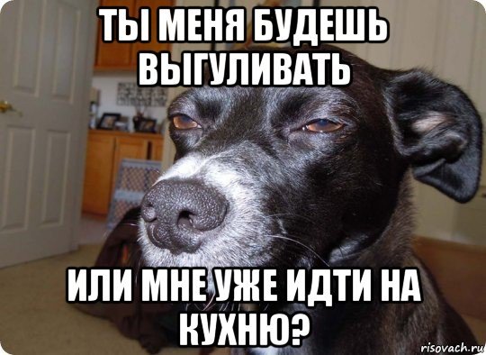 Мемы собака подозревака