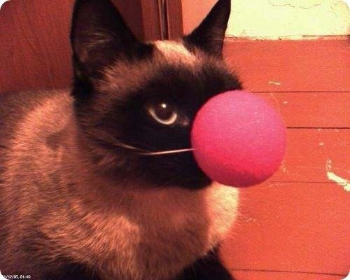 Котик клоун