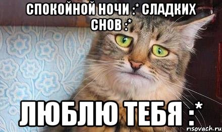 Спокойной ночи котик Мем