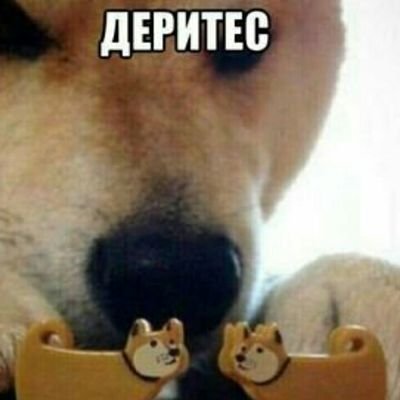 Сиба ину ебитес