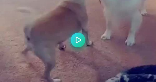 Собака танцует тверк