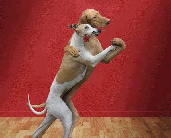 Пляшущая собачка