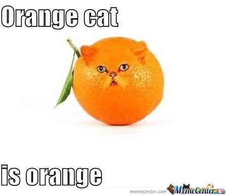 Кот апельсин