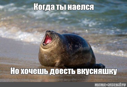 Тюлень Мем