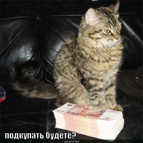 Котик с деньгами и надписью