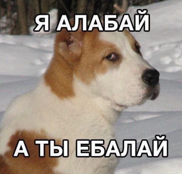 Порода ебалай