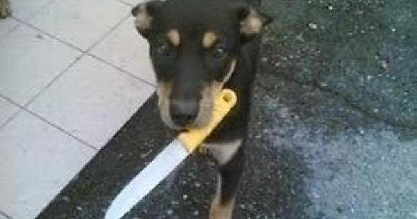 Собака с катаной в зубах