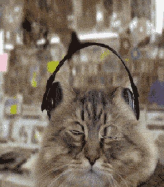 Котик в наушниках гиф