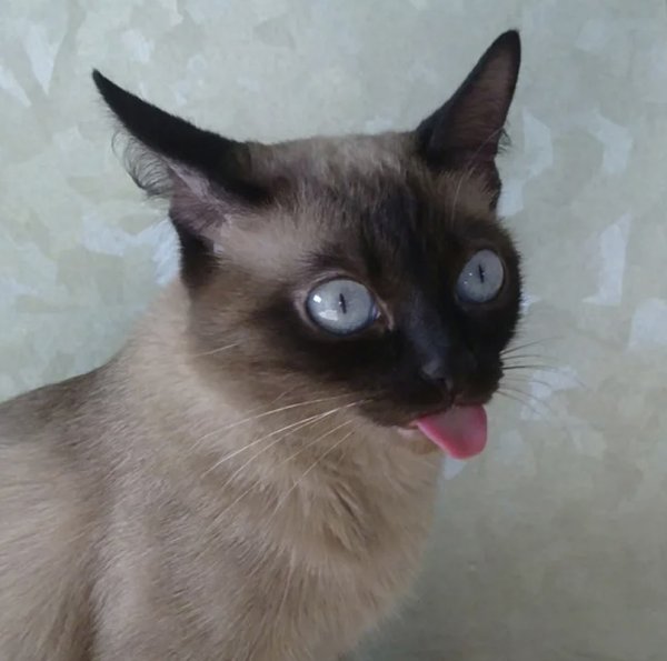 Сиамский кот с языком