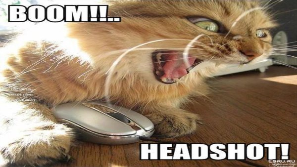 Кот с наушниками