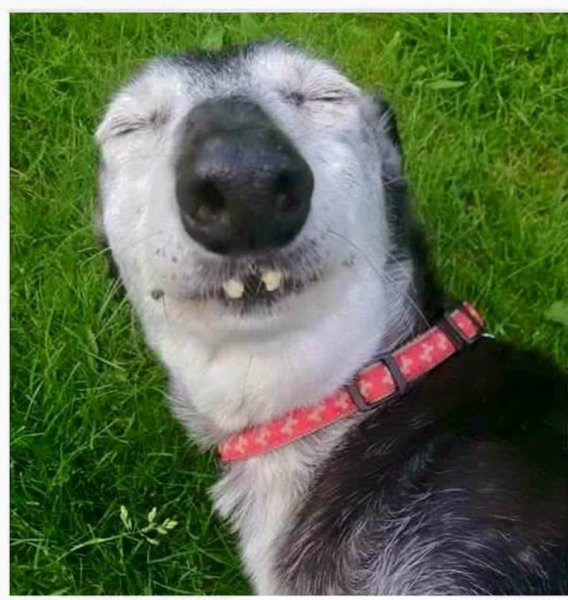 Мемы с собаками