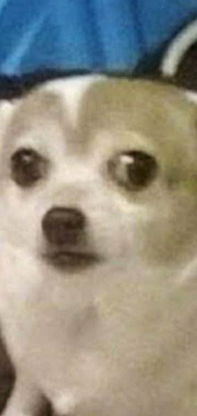 Испуганный пес Мем