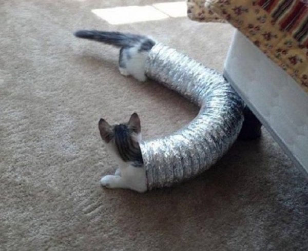 Кот на трубе