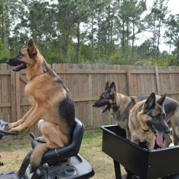 Веселая немецкая овчарка