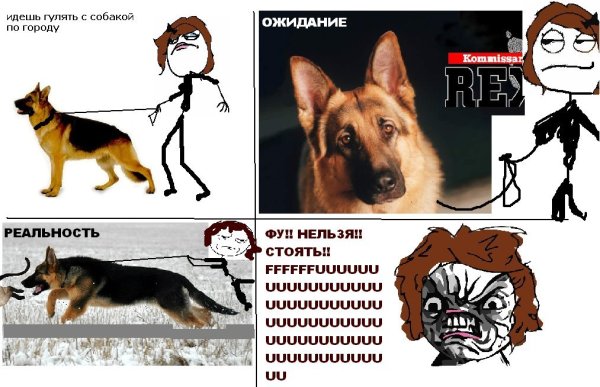Собака гулять Мем