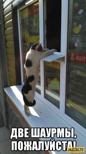 Кот и шаурма прикол
