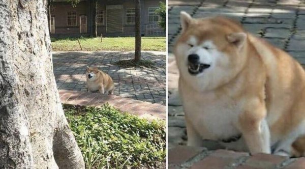 Жирная сиба ину