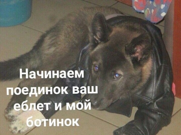 Собака в Кожанке по интересам общайся