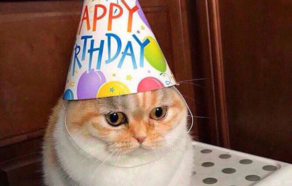 Коты поздравляют с днем рождения