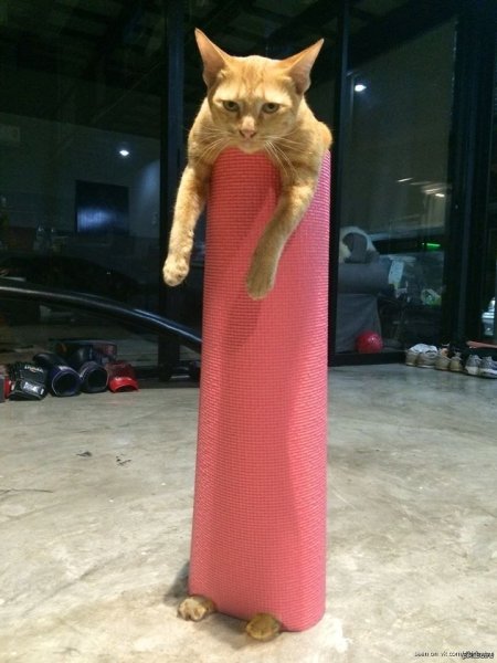 Очень длинный кот